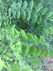 Robinia