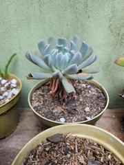 Echeveria runyonii