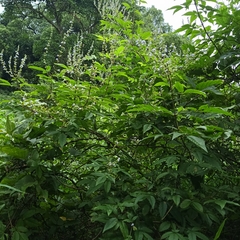 Vitex negundo cannabifolia