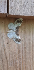 Hydrelia condensata