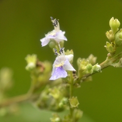 Vitex negundo cannabifolia