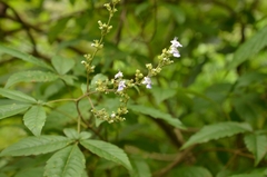 Vitex negundo cannabifolia