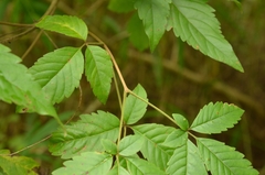Vitex negundo cannabifolia