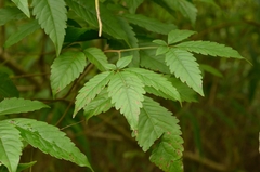 Vitex negundo cannabifolia