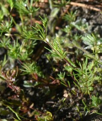 Linanthus harknessii