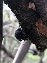 Cypherotylus californicus