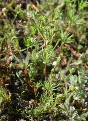 Linanthus harknessii