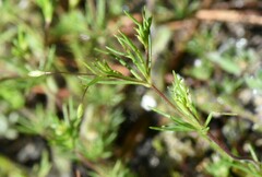 Linanthus harknessii