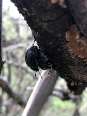 Cypherotylus californicus