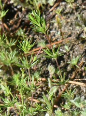 Linanthus harknessii