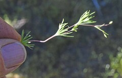 Linanthus harknessii