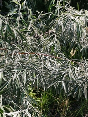 Elaeagnus angustifolia