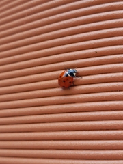 Coccinella septempunctata