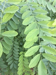 Robinia