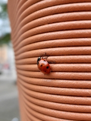 Coccinella septempunctata