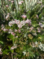 Asperula supina caespitans