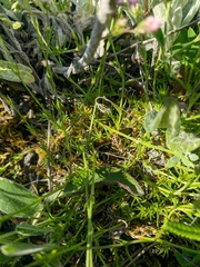 Asperula supina caespitans