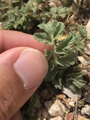Erodium moschatum