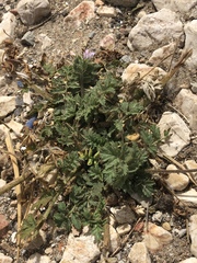 Erodium moschatum