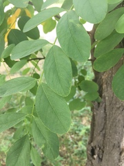 Robinia