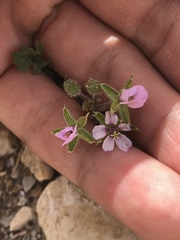 Erodium moschatum