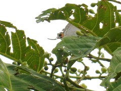 Tajuria cippus maxentius