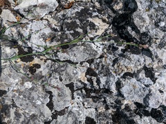 Asperula tenella