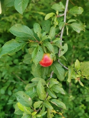 Prunus cerasifera