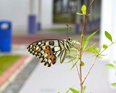 Papilio demoleus malayanus
