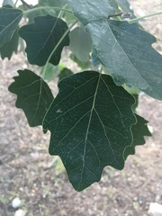 Populus