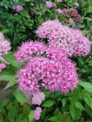 Spiraea japonica