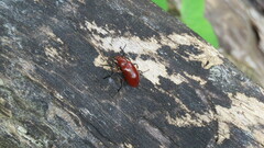 Strongylium hoepfneri