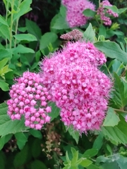 Spiraea japonica