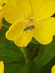 Agapostemon virescens