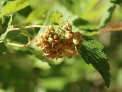 Physocarpus intermedius