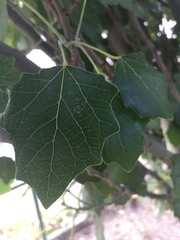Populus