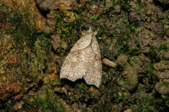 Olulis puncticinctalis