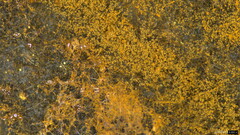 Trichaleurina tenuispora