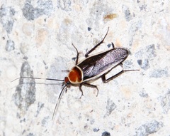 Pseudomops interceptus