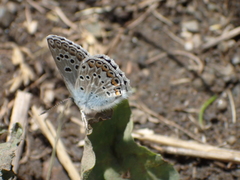 Polyommatus escheri