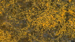Trichaleurina tenuispora