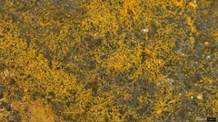 Trichaleurina tenuispora