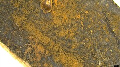 Trichaleurina tenuispora