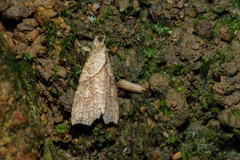 Olulis puncticinctalis