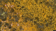 Trichaleurina tenuispora