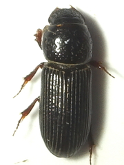 Pleurophorus caesus