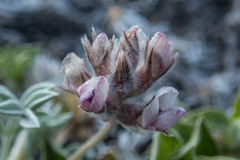 Astragalus austiniae