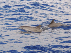 Stenella frontalis