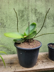 Phalaenopsis