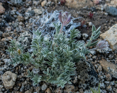 Astragalus austiniae